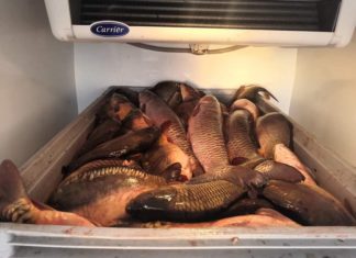 Tierquälerei! Lebendfischtransport auf M6