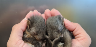 Zoo Budapest: Ein Rekord bei der Rettung von Wildtieren!