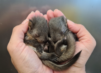 Zoo Budapest: Ein Rekord bei der Rettung von Wildtieren!