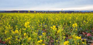 Krass: HIER blüht tatsächlich schon der Raps in Ungarn!