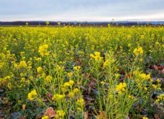 Krass: HIER blüht tatsächlich schon der Raps in Ungarn!