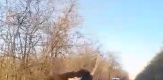 Nach dem Kiskunhalas Panther kommt der Strauß von Szeged