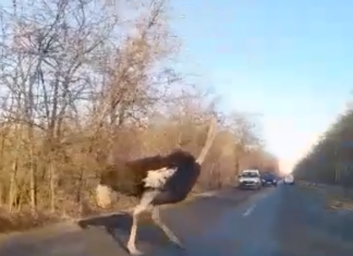 Nach dem Kiskunhalas Panther kommt der Strauß von Szeged