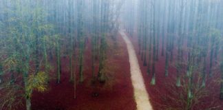 Besondere Wanderatmosphäre: Zwischen den Sumpfzypressen in Tizaigar