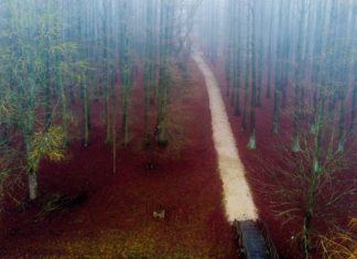 Besondere Wanderatmosphäre: Zwischen den Sumpfzypressen in Tizaigar