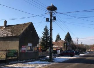 Früher Flugverkehr: Erster Storch in Ungarn