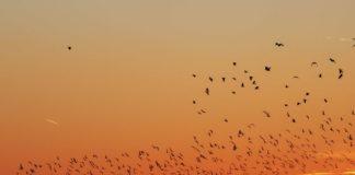 An Ungarns Seen: Viele Ausflügler unterwegs!