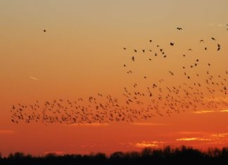 An Ungarns Seen: Viele Ausflügler unterwegs!