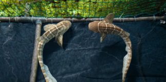 Zebrahaie im Indienhaus des Zoos Nyíregyháza