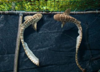 Zebrahaie im Indienhaus des Zoos Nyíregyháza