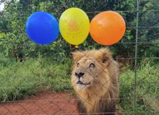 Budapester Zoo auf der Bestenliste