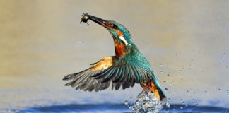 Farbenprächtige Schnappschüsse: Der Eisvogel und die Wasserralle