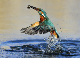 Farbenprächtige Schnappschüsse: Der Eisvogel und die Wasserralle