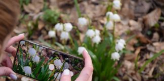 Jetzt noch schnell die weisse Blütenpracht im Nationalpark Fertö Hanság erleben