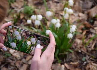 Jetzt noch schnell die weisse Blütenpracht im Nationalpark Fertö Hanság erleben