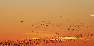 Wundervolle Bewegtbilder aus Ungarns Nationalparks!