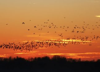 Wundervolle Bewegtbilder aus Ungarns Nationalparks!