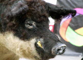 Mangalica Festival in Budapest vom 18.-20.03.2022