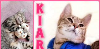 Ungarn Tierschutz: Kiara