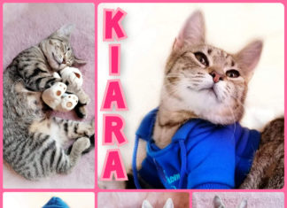 Ungarn Tierschutz: Kiara