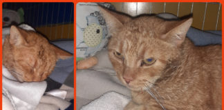 Ungarn Tierschutz: Sir Lancelot