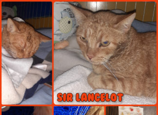 Ungarn Tierschutz: Sir Lancelot