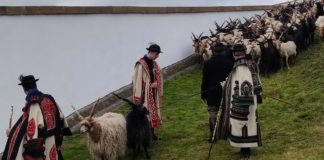 Erste Eindrücke vom Viehauftrieb in Hortobágy