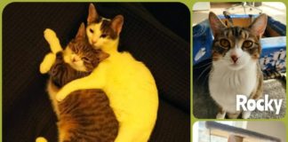 Ungarn Tierschutz: Rocky & Ginny