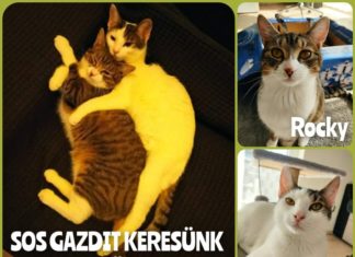 Ungarn Tierschutz: Rocky & Ginny