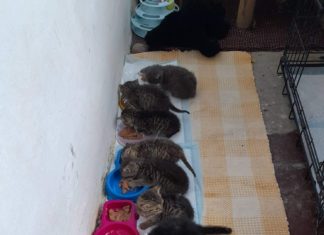 Ungarn Tierschutz: 38 Babykätzchen und 47 erwachsene Katzen warten auf ein neues Zuhause