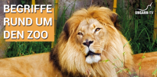 Ungarische Wörter lernen: Begriffe rund um den Zoo