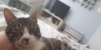 Tierschutz Ungarn: Kázmér