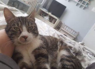 Tierschutz Ungarn: Kázmér