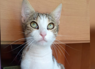 Ungarn Tierschutz: Jusztina und ihre Kleinen