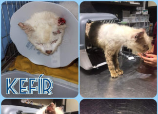 Tierschutz Ungarn: Kefír