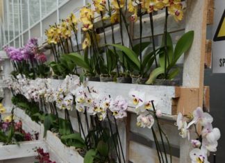 Geheimtipp für Orchideenliebhaber