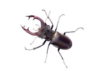Hirschkäfer schwärmen im Nationalpark Körös-Maros aus