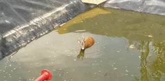 Kleiner Rehbock in Balatonkenes in Notlage!