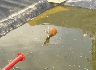 Kleiner Rehbock in Balatonkenes in Notlage!