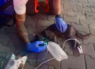 Ungarischer Rettungssanitäter hat auch ein Herz und etwas Sauerstoff für Katzen!