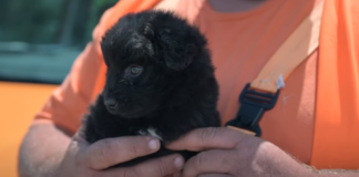 Straßendienst findet und adoptiert einen Welpen