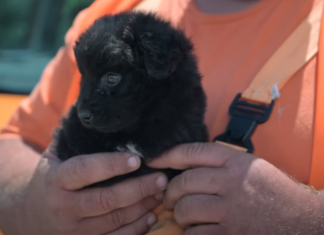 Straßendienst findet und adoptiert einen Welpen
