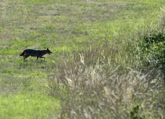 Wunderschöne Wald- und Wildtiermomente in Barcs