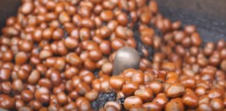 Infos und Facts rund um die Kastanie