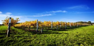 Herbstliche Wein- und Genusskultur in der Region Tokaj