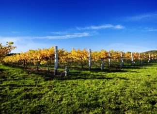 Herbstliche Wein- und Genusskultur in der Region Tokaj