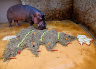 Weihnachtlich im Debrecener Zoo