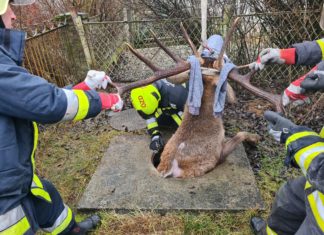Feuerwehreinsatz in Ózd: Ein Hirsch stürzte in eine Grube!
