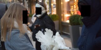Die Taubennummer in Budapest: Mix aus Tierquälerei und Betrügerei!