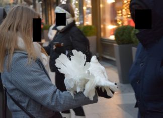Die Taubennummer in Budapest: Mix aus Tierquälerei und Betrügerei!